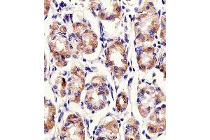 Immunohistochemical analysis of raffin-embedded H. (PACSIN2 Antikörper  (C-Term))