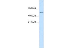 Western Blotting (WB) image for anti-Myc Proto-Oncogene protein (MYC) antibody (ABIN2463685) (c-MYC Antikörper)