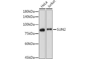 SUN2 Antikörper