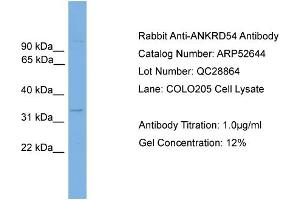 WB Suggested Anti-ANKRD54  Antibody Titration: 0. (ANKRD54 Antikörper  (Middle Region))