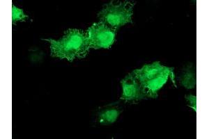 Anti-AKT1 mouse monoclonal antibody (ABIN2455510) immunofluorescent staining of COS7 cells transiently transfected by pCMV6-ENTRY AKT1 (RC220257). (AKT1 Antikörper)