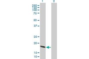 Western Blot analysis of HSPB6 expression in transfected 293T cell line by HSPB6 MaxPab polyclonal antibody.