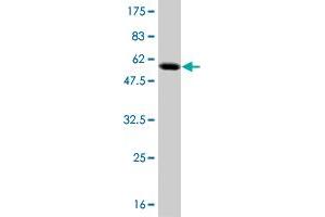 Western Blot detection against Immunogen (54. (TAZ Antikörper  (AA 1-262))
