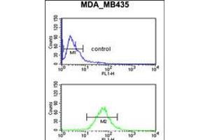 Flow cytometric analysis of MDA-MB435 cells (bottom histogram) compared to a negative control cell (top histogram). (GnRH2 Antikörper  (AA 26-53))