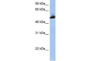 Western Blotting (WB) image for anti-Tubulin, beta 2A (TUBB2A) antibody (ABIN2458477) (TUBB2A Antikörper)