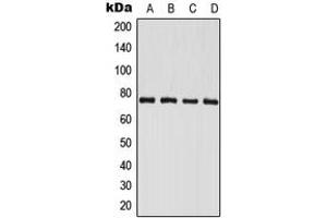 Western blot analysis of PAK6 expression in HeLa (A), LOVO (B), mouse brain (C), rat brain (D) whole cell lysates.