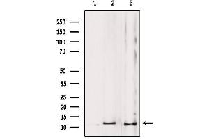 Western blot analysis of extracts from various samples, using MRPL53 Antibody. (MRPL53 Antikörper  (Internal Region))