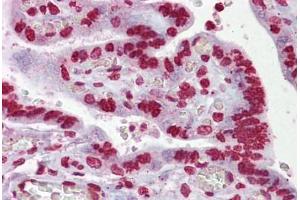 Anti-EGR3 antibody IHC staining of human placenta. (EGR3 Antikörper  (AA 143-192))