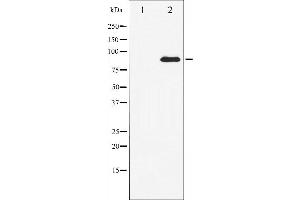 Western blot analysis of STAT3 expression in HeLa whole cell lysates,The lane on the left is treated with the antigen-specific peptide. (STAT3 Antikörper  (C-Term))