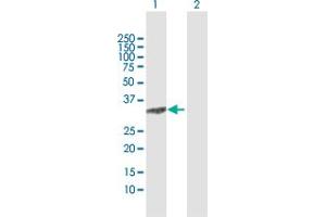 Western Blot analysis of C8orf33 expression in transfected 293T cell line by C8orf33 MaxPab polyclonal antibody. (C8orf33 Antikörper  (AA 1-229))