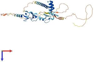 ISL2 Protein (AA 1-359) (His tag)