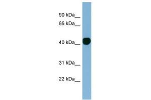H2AFY antibody used at 1 ug/ml to detect target protein. (H2AFY Antikörper  (N-Term))