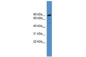 ARMC8 antibody used at 0. (ARMC8 Antikörper  (N-Term))