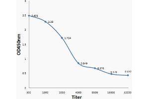 Antigen: Clostridium perfringens type D, 2ug/100ul, Primary: Antiserum, 1:500, 1:1000, 1:2000, 1:4000, 1:8000, 1:16000, 1:32000, Secondary: HRP conjugated Goat Anti-Rabbit IgG  at 1: 5000, TMB staining Read the data in MicroplateReader by 450nm, (Clostridium Perfringens Type D Antikörper)