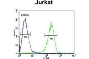 Flow cytometric analysis of Jurkat cells using HADHB Antibody (C-term) Cat. (HADHB Antikörper  (C-Term))