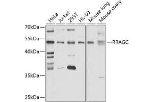 Western blot analysis of extracts of various cell lines, using RRAGC antibody (ABIN6132615, ABIN6147252, ABIN6147253 and ABIN6223371) at 1:1000 dilution. (GTR2 Antikörper  (AA 1-250))