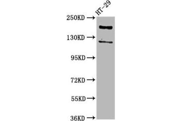 Synaptojanin 1 Antikörper  (AA 1030-1261)