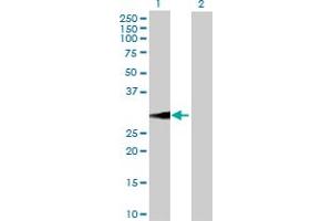 Western Blot analysis of BDNF expression in transfected 293T cell line by BDNF MaxPab polyclonal antibody. (BDNF Antikörper  (AA 1-255))