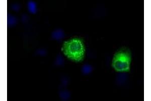 Anti-LIPG mouse monoclonal antibody (ABIN2453242) immunofluorescent staining of COS7 cells transiently transfected by pCMV6-ENTRY LIPG (RC209248). (LIPG Antikörper)