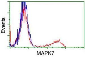 HEK293T cells transfected with either RC203506 overexpress plasmid (Red) or empty vector control plasmid (Blue) were immunostained by anti-MAPK7 antibody (ABIN2454053), and then analyzed by flow cytometry. (MAPK7 Antikörper)