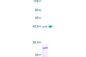 Image no. 1 for C-Type Lectin Domain Family 2, Member B (CLEC2B) (AA 1-149) protein (GST tag) (ABIN1349649)