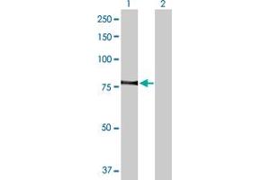 Western Blot analysis of PRKCQ expression in transfected 293T cell line by PRKCQ MaxPab polyclonal antibody. (PKC theta Antikörper  (AA 1-706))