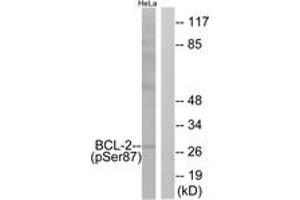 Western blot analysis of extracts from HeLa cells treated with nocodazole 1ug/ml 18h, using BCL-2 (Phospho-Ser87) Antibody. (Bcl-2 Antikörper  (pSer87))