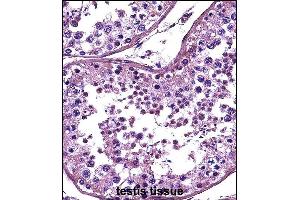 HDAC4 Antibody (C-term) (ABIN657638 and ABIN2846634) immunohistochemistry analysis in formalin fixed and paraffin embedded human testis tissue followed by peroxidase conjugation of the secondary antibody and DAB staining. (HDAC4 Antikörper  (C-Term))