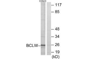 Western blot analysis of extracts from COLO cells, using BCLW antibody. (BCL2L2 Antikörper  (C-Term))