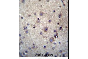 HBQ1 Antibody (N-term) (ABIN656920 and ABIN2846115) immunohistochemistry analysis in formalin fixed and paraffin embedded human brain tissue followed by peroxidase conjugation of the secondary antibody and DAB staining. (HBQ1 Antikörper  (N-Term))