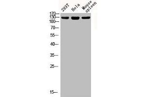 Western blot analysis of 293T Hela mouse-spleen lysis using Phospho-IRS-1 (S312) antibody. (IRS1 Antikörper  (pSer312))