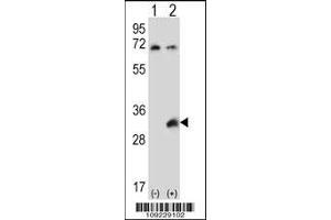 Western blot analysis of TSSK6 using rabbit polyclonal TSSK6 Antibody using 293 cell lysates (2 ug/lane) either nontransfected (Lane 1) or transiently transfected (Lane 2) with the TSSK6 gene.