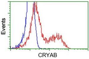 Image no. 3 for anti-Crystallin, alpha B (CRYAB) antibody (ABIN1497641) (CRYAB Antikörper)