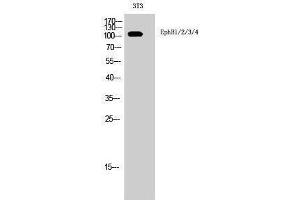 Western Blotting (WB) image for anti-EPH Receptor B1/2/3/4 (Lys15) antibody (ABIN3184510) (EPH Receptor B1/2/3/4 (Lys15) Antikörper)