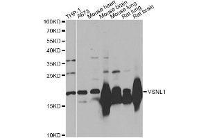 Western blot analysis of extracts of various cell lines, using VSNL1 Antibody. (VSNL1 Antikörper)