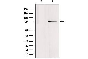 Western blot analysis of extracts from mouse brain, using MTO1 antibody. (MTO1 Antikörper  (N-Term))