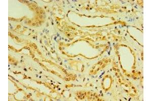 Immunohistochemistry of paraffin-embedded human kidney tissue using ABIN7150881 at dilution of 1:100 (DNAL1 Antikörper  (AA 41-190))