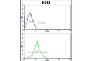 ATP12A Antibody (Center) (ABIN652631 and ABIN2842421) flow cytometric analysis of k562 cells (bottom histogram) compared to a negative control cell (top histogram). (ATP12A Antikörper  (AA 833-859))