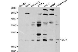 Western blot analysis of extracts of various cell lines, using SKP1 antibody. (SKP1 Antikörper  (AA 1-163))
