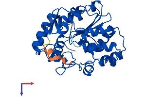 SULT1C2 Protein (AA 1-296) (His tag)