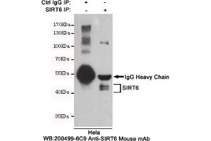 Immunoprecipitation analysis of Hela cell lysates using SIRT6 mouse mAb. (SIRT6 Antikörper)