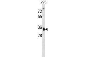 AKR1D1 Antibody (Center) western blot analysis in 293 cell line lysates (35 µg/lane). (AKR1D1 Antikörper  (Middle Region))