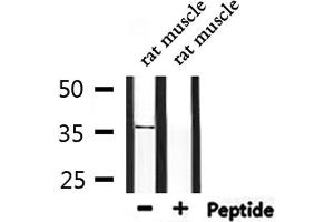 Western blot analysis of extracts from rat muscle, using OR5V1 Antibody. (OR5V1 Antikörper)