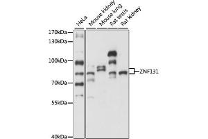 Western blot analysis of extracts of various cell lines, using ZNF131 antibody (ABIN7271453) at 1:1000 dilution. (ZNF131 Antikörper  (AA 80-240))