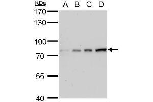 WB Image Grp78 antibody detects Grp78 protein by western blot analysis. (GRP78 Antikörper  (C-Term))
