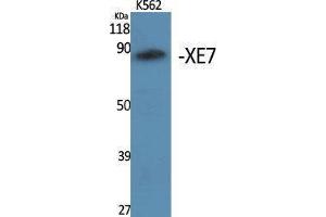 Western Blotting (WB) image for anti-A Kinase (PRKA) Anchor Protein 17A (AKAP17A) (C-Term) antibody (ABIN3187501) (SFRS17A Antikörper  (C-Term))
