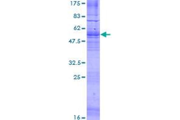 G Protein-Coupled Receptor 12 Protein (GPR12) (AA 1-334) (GST tag)