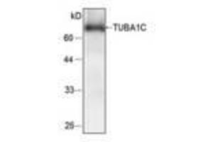 Image no. 1 for anti-Tubulin, alpha 1c (TUBA1C) antibody (ABIN791482) (TUBA1C Antikörper)