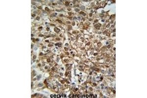 Immunohistochemistry (IHC) image for anti-WD Repeat Domain 43 (WDR43) antibody (ABIN3002363) (WDR43 Antikörper)