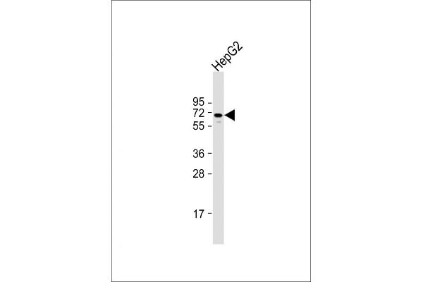 NUAK1 Antikörper  (C-Term)